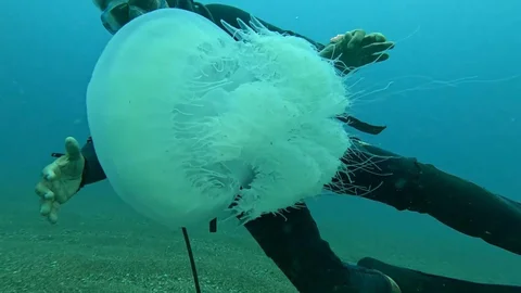 Antalya'da Balıkçılarla Denizanası Sorunu