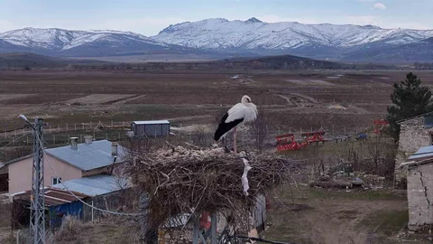 Baharın Müjdecisi Leylekler Sivas'ta Geri Döndü