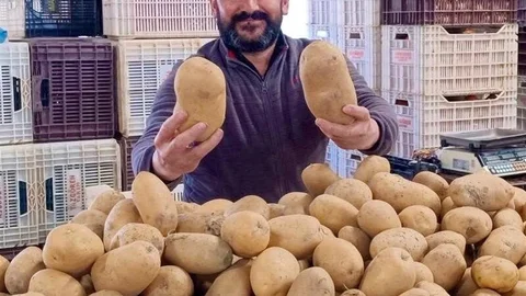 Dev Patatesler Manisa'da İlgi Odağı Oldu
