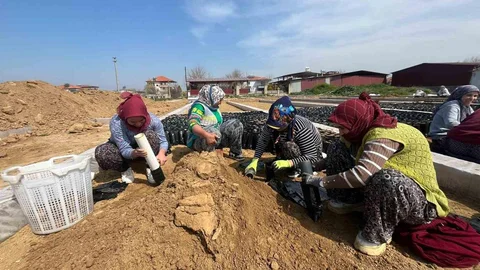İki Kardeşin Üzüm Fidanındaki Başarısı