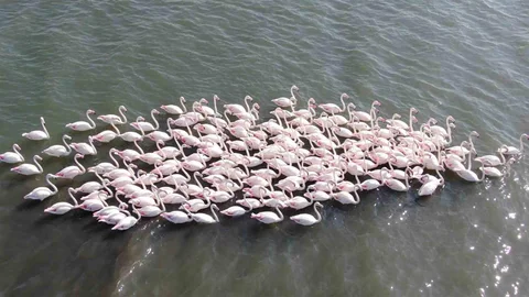 İzmit Körfezi'ndeki Flamingo Sayısı Artıyor