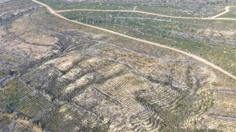 Adana'da 1 Milyon Fidan Dikildi