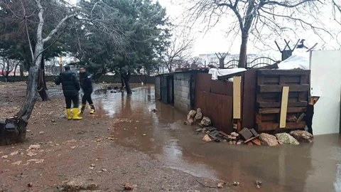 Mardin'de Su Baskını Sonucu Tavuklar Telef Oldu