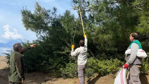 Marmaris'te Çam Kese Böceğiyle Mücadele