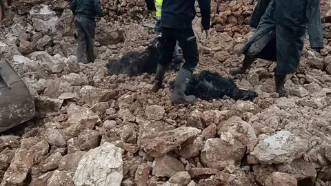 Mardin'de Ahır Çöktü, 30 Küçükbaş Telef Oldu