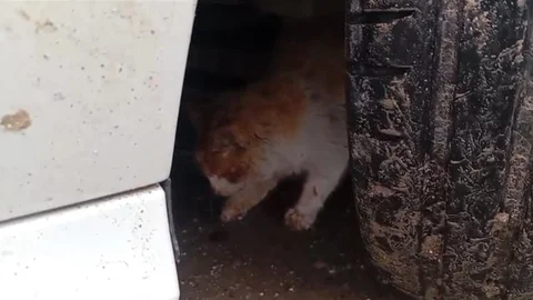 Batman'da Sıkışan Kedi Kurtarıldı