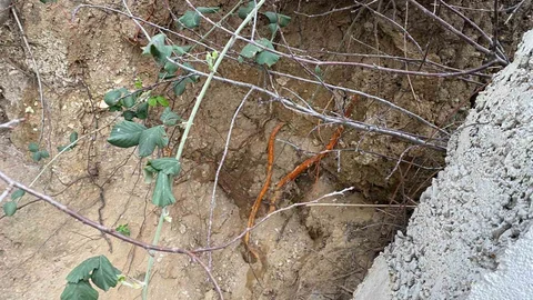 Kocaeli'de Fidan Dikimi Sırasında Kafatası Bulundu