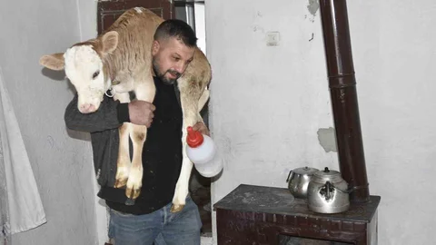 Tatvan'da Hasta Buzağıya Özel Bakım