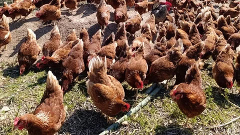 Manisa'da Ev Kiraları Çiftlik Açtırdı