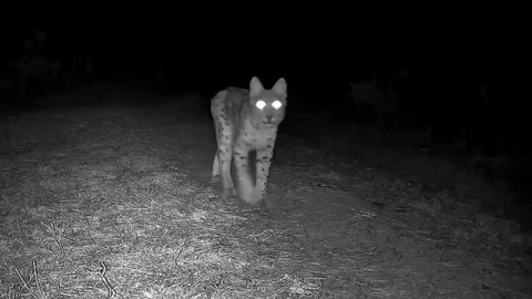 Karabük'te Vaşak Görüntülendi
