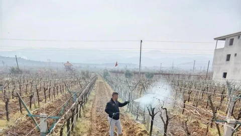 Sarıgöl'de Ölü Kol Hastalığı Mücadelesi Başladı