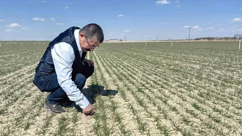 Karapınar'da Hububat Gelişimi İyi Durumda