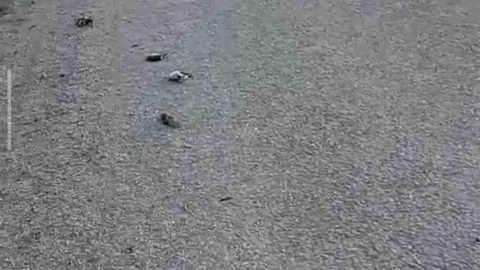 Kastamonu'da Telef Olmuş Kuşlar Bulundu