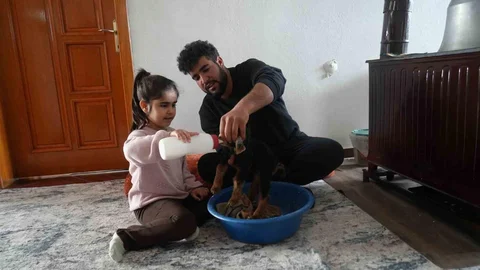 Muş'ta Oğlak Bakımı Devam Ediyor