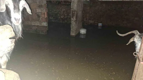 Bingöl'de Sel Felaketi Keçileri Mahsur Bıraktı