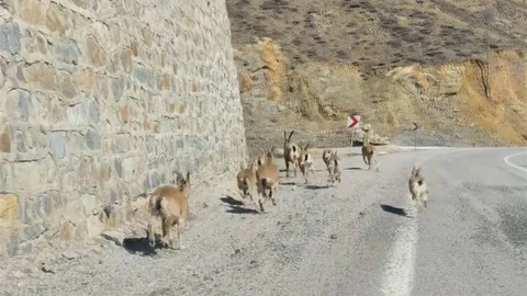 Gümüşhane'de Yaban Keçileri Görüntülendi