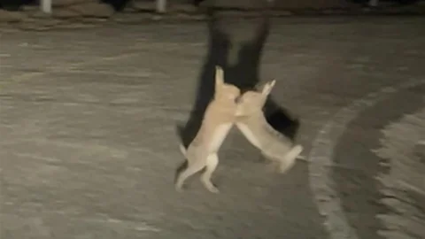 Çanakkale'de Tavşan Kavgası Görüntülendi