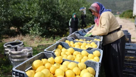 Bursa'da Limon Fiyatları Yükseldi