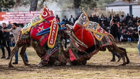 Burhaniye'de Deve Güreşi Etkinliği