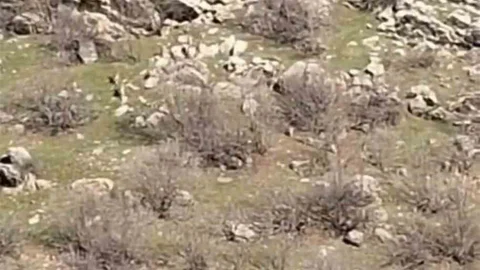 Diyarbakır'da Dağ Keçileri Görüntülendi