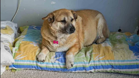 13 Yaşındaki Obez Köpek Zayıflıyor