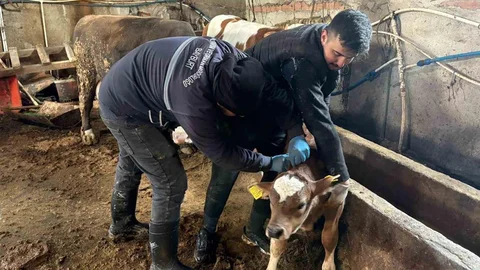 Bayburt'ta Aşılama Çalışmaları Devam Ediyor