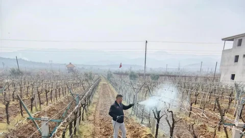 Manisa'da Bağlarda İlaçlama Programı Açıklandı