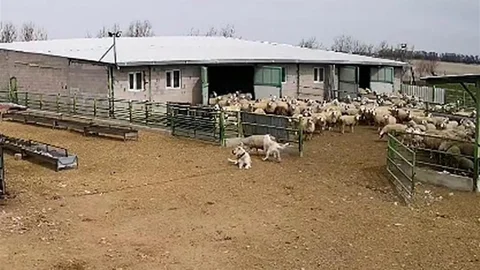 Başıboş Köpek Koyunları Kovaladı