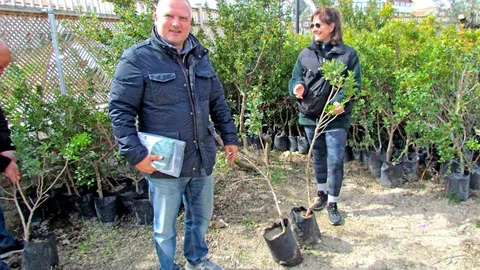 Alaçatı'da Sakız Ağacı Seferberliği