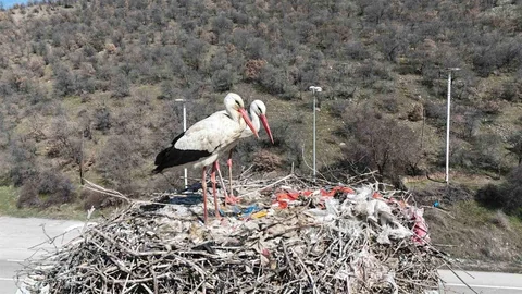 Leylekler Ankara'ya Ulaştı