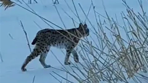 Bayburt'ta Vaşak Görüntülendi