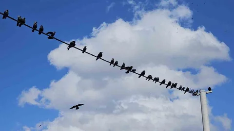 Tatvan'da Kuşların Görsel Şölene Dönüşen Dansı