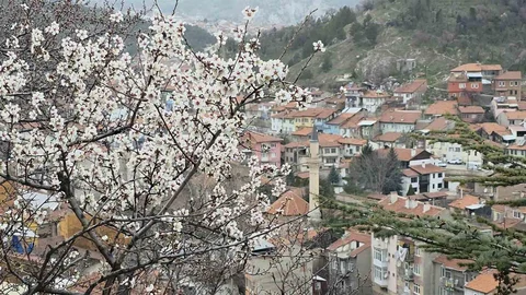 Kütahya'da Badem Ağaçları Çiçek Açtı