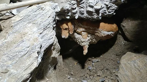 Kuşadası'nda Beton İçinde Sıkışan Köpek Kurtarıldı