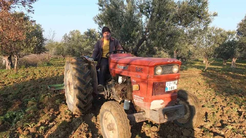 Balıkesir'de Zeytin Hasadı Başladı