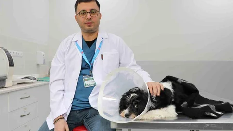 Sivas'ta Köpek Ameliyatı Geçirdi