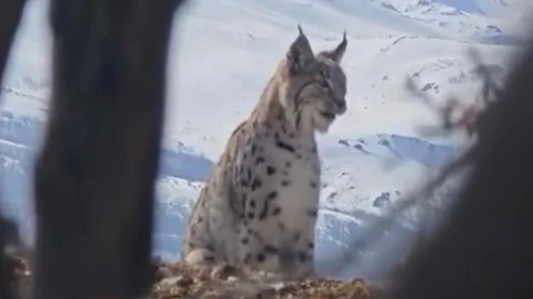 Elazığ'da Vaşak ve Kurt Görüntülendi