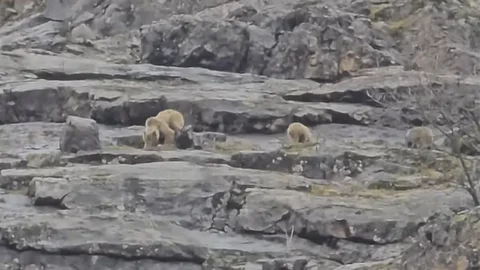 Anne Ayı ve Yavruları Munzur Vadisi'nde Görüntülendi