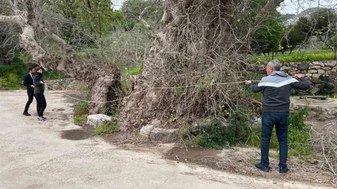 Bodrum'da Keşfedilen 2 Bin Yıllık Çınar