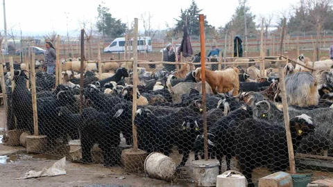 Diyarbakır'da Canlı Hayvan Pazarı Tercih Ediliyor