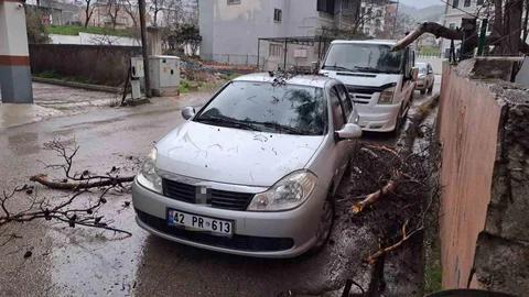 Osmaniye'de Çam Ağacı Devrildi