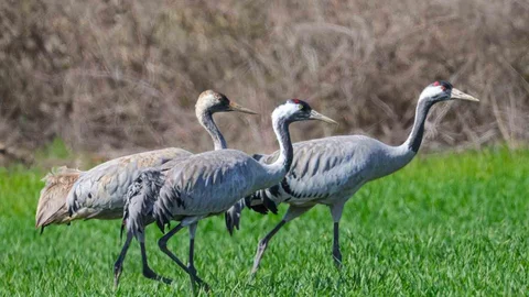 Turnalar Tokat'ta Görüntülendi