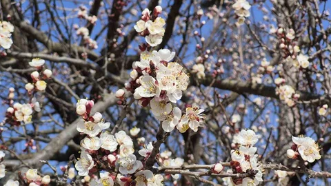 Eskişehir'de Baharın Gelişi