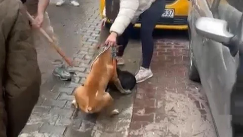 Pitbull Saldırısı Tekirdağ'da Kameralara Yansıdı