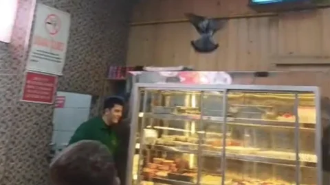 Eskişehir'de Güvercin İftarda Lokantaya Girdi