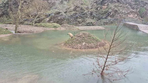 Kahramanmaraş'ta Mahsur Kalan Köpek Kurtarıldı