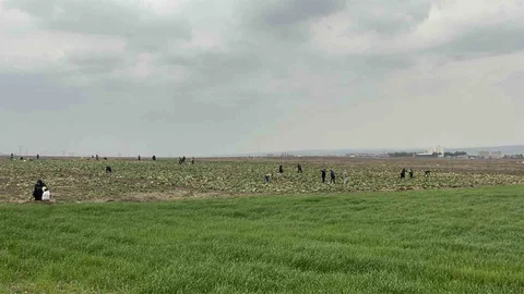 Bedava Lahana Dağıtımı Batman'da Yoğun İlgi Gördü