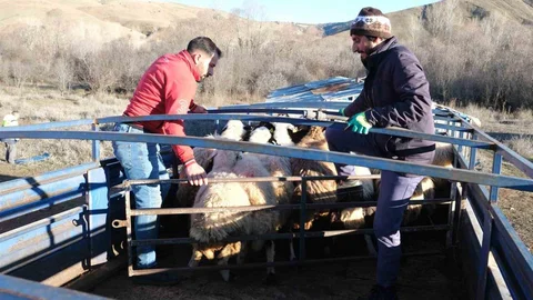 Erzincan'da Besicilerin Göç Dönemi Başladı