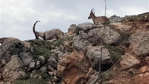 Dağ Keçileri Tunceli'de Görüntülendi