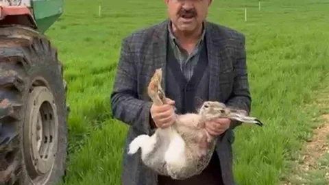 Diyarbakır'da Çiftçiden Tavşan Kurtarma Eylemi
